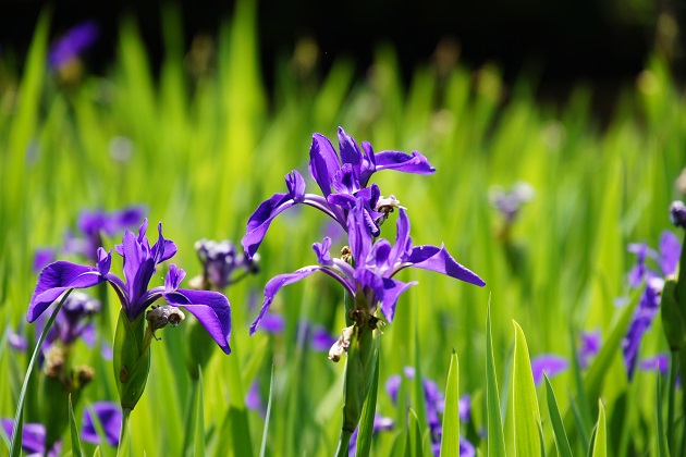 f:id:hikada:20110525140727j:image f:id:hikada:20110525140727j:image