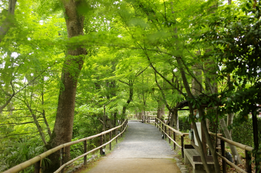 f:id:hikafka:20180531005744j:plain