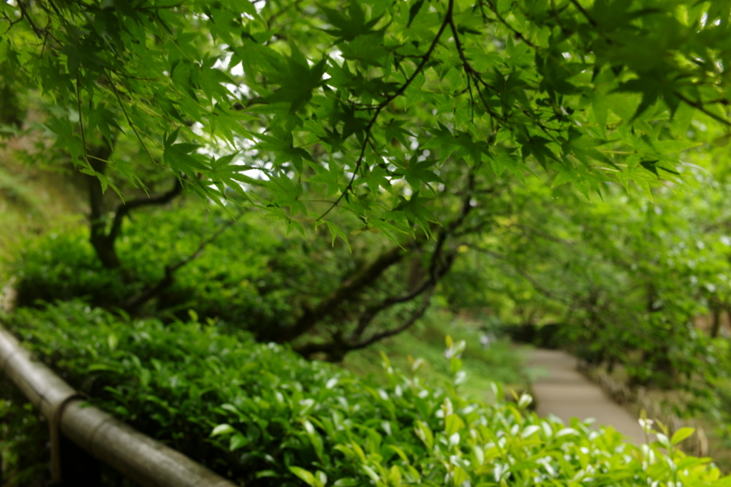 f:id:hikafka:20180531010210j:plain