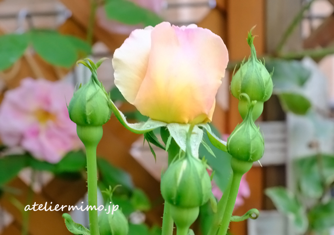 htでしたよね プリンセスシャルレーヌドゥモナコ あとりえミモ 鉢植えバラの小さな庭 htでしたよね プリンセスシャルレーヌドゥモナコ あとりえミモ 鉢植えバラの小さな庭