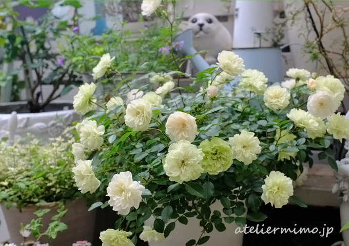 色の変化が楽しいグリーンアイス 鉢植えバラ あとりえミモ 鉢植えバラの小さな庭