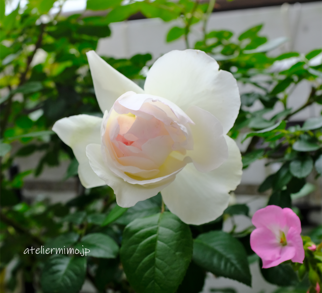 ベランダのボレロ開花しました あとりえミモ 小さなバラの庭