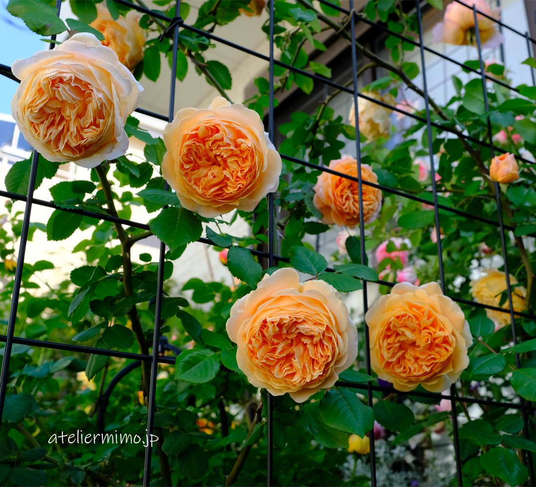 成長期ですね クラウン プリンセス マルガリータ あとりえミモ 小さなバラの庭