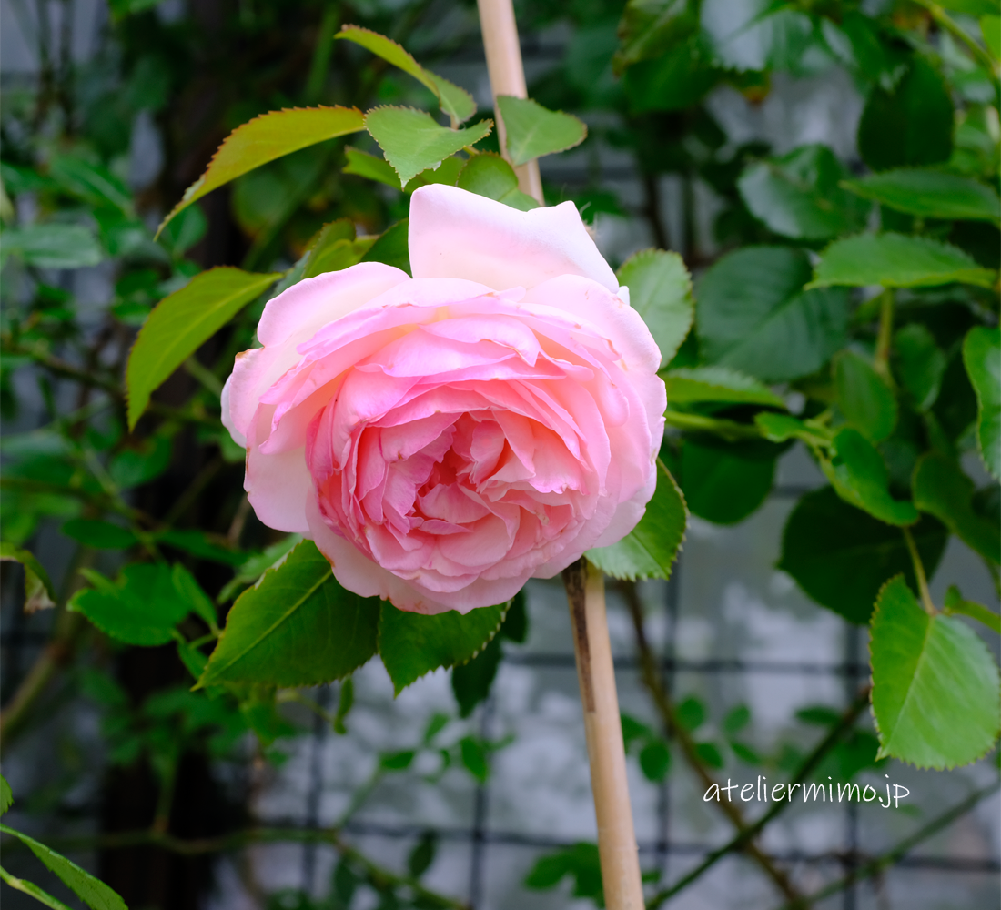 2番花と1番花ふりかえり ピエールドゥロンサール あとりえミモ 小さなバラの庭