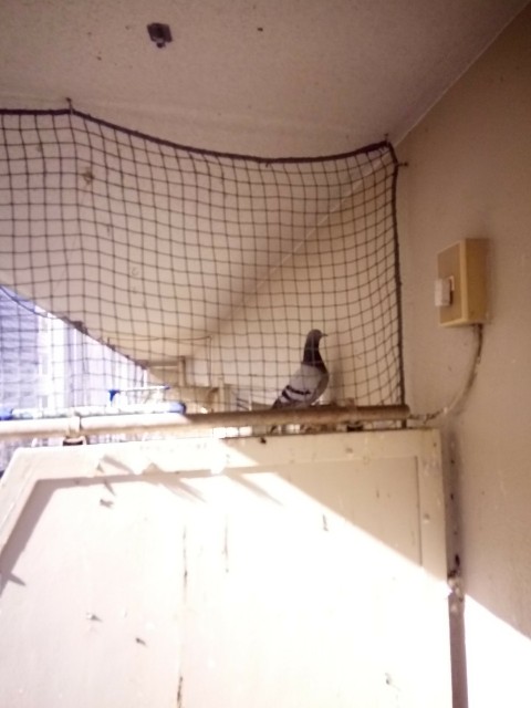 すぐに鳩よけネットが破れたり隙間が出来て侵入されると 関西最安の鳩よけネット 猫転落防止 グリストラップ清掃専門 すぐに鳩よけネットが破れたり隙間が出来て侵入されると 関西最安の鳩よけネット 猫転落防止 グリストラップ清掃専門