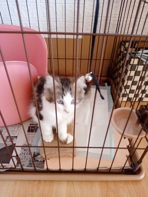 f:id:hikari1001tt:20210320120410j:image f:id:hikari1001tt:20210320120410j:image