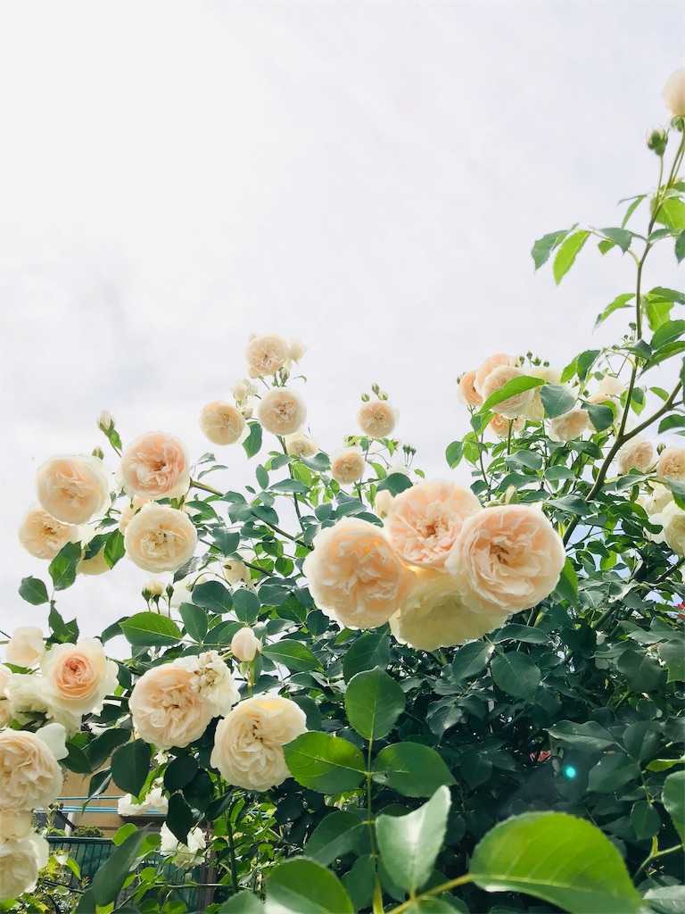 f:id:hikari17:20190611212720j:image f:id:hikari17:20190611212720j:image