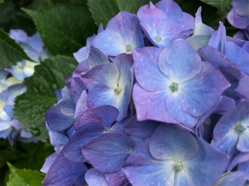 f:id:hikari17:20190706200419j:image f:id:hikari17:20190706200419j:image