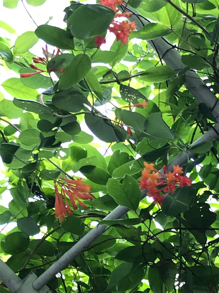 f:id:hikari17:20190714212102j:image f:id:hikari17:20190714212102j:image