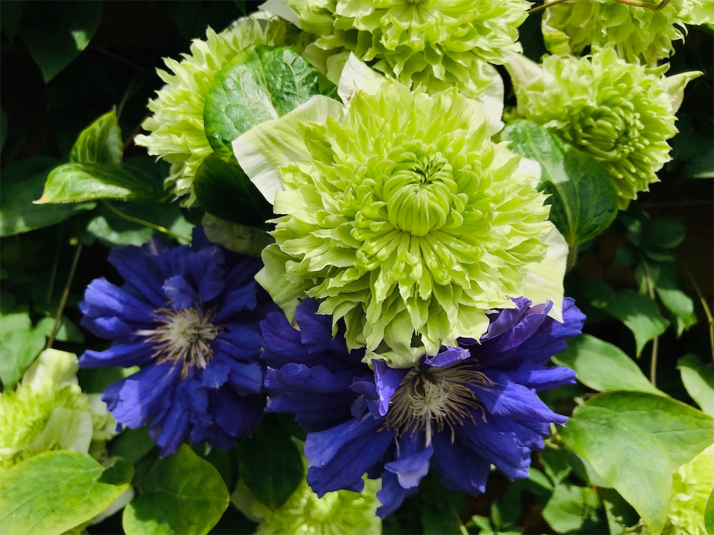 f:id:hikari17:20190802130344j:image f:id:hikari17:20190802130344j:image