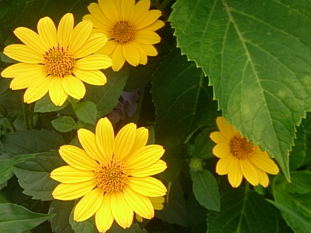 f:id:hikari2038:20200721175740j:plain f:id:hikari2038:20200721175740j:plain