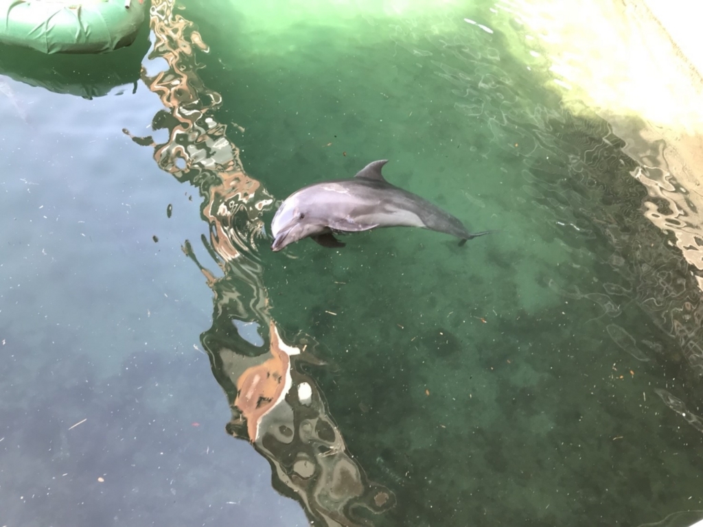 f:id:hikari__inc:20180510113753j:plain