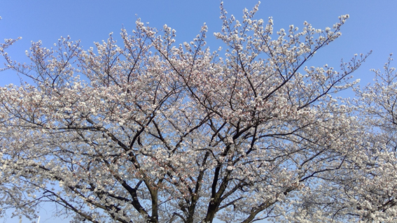 f:id:hikaricanopus3:20180329161403p:plain
