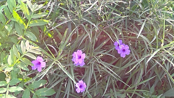 f:id:hikaricanopus3:20180804000812p:plain f:id:hikaricanopus3:20180804000812p:plain