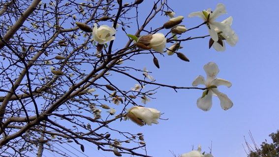 f:id:hikaricanopus3:20190313230339p:plain f:id:hikaricanopus3:20190313230339p:plain