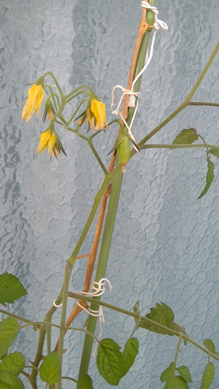 f:id:hikaricanopus3:20190620005841p:plain f:id:hikaricanopus3:20190620005841p:plain