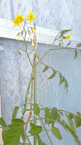 f:id:hikaricanopus3:20190620005946p:plain f:id:hikaricanopus3:20190620005946p:plain