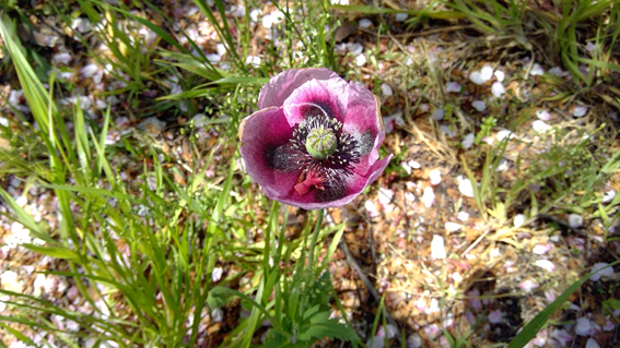 f:id:hikaricanopus3:20200516225458p:plain f:id:hikaricanopus3:20200516225458p:plain