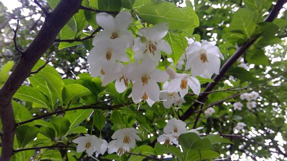 f:id:hikaricanopus3:20200525063828p:plain f:id:hikaricanopus3:20200525063828p:plain