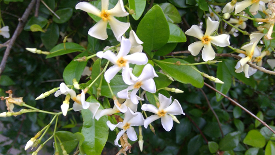 f:id:hikaricanopus3:20200531223747p:plain