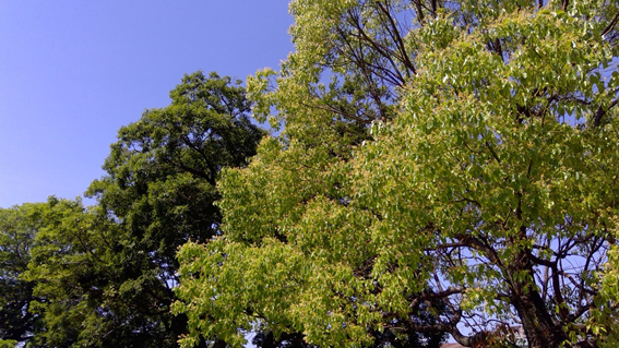 f:id:hikaricanopus3:20200613012325p:plain