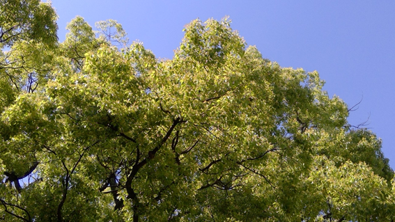 f:id:hikaricanopus3:20200613012348p:plain