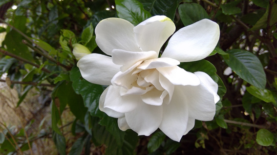 f:id:hikaricanopus3:20200621011159p:plain