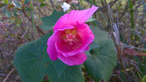 f:id:hikaricanopus3:20200928001415p:plain