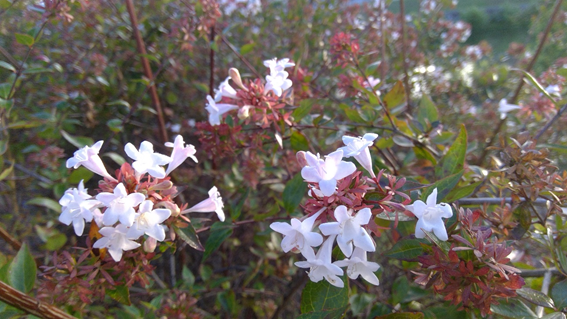 f:id:hikaricanopus3:20201011213554p:plain