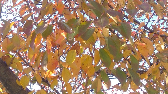 f:id:hikaricanopus3:20201121223730p:plain
