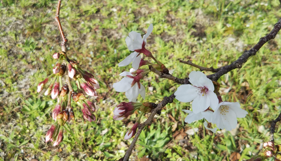f:id:hikaricanopus3:20210317214953p:plain