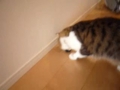 [こた動画][ノーカット版][スコティッシュフォー][猫動画][ボール]【小太郎くん】くわえて走ります！（全3色）01 - 2011年1月22日