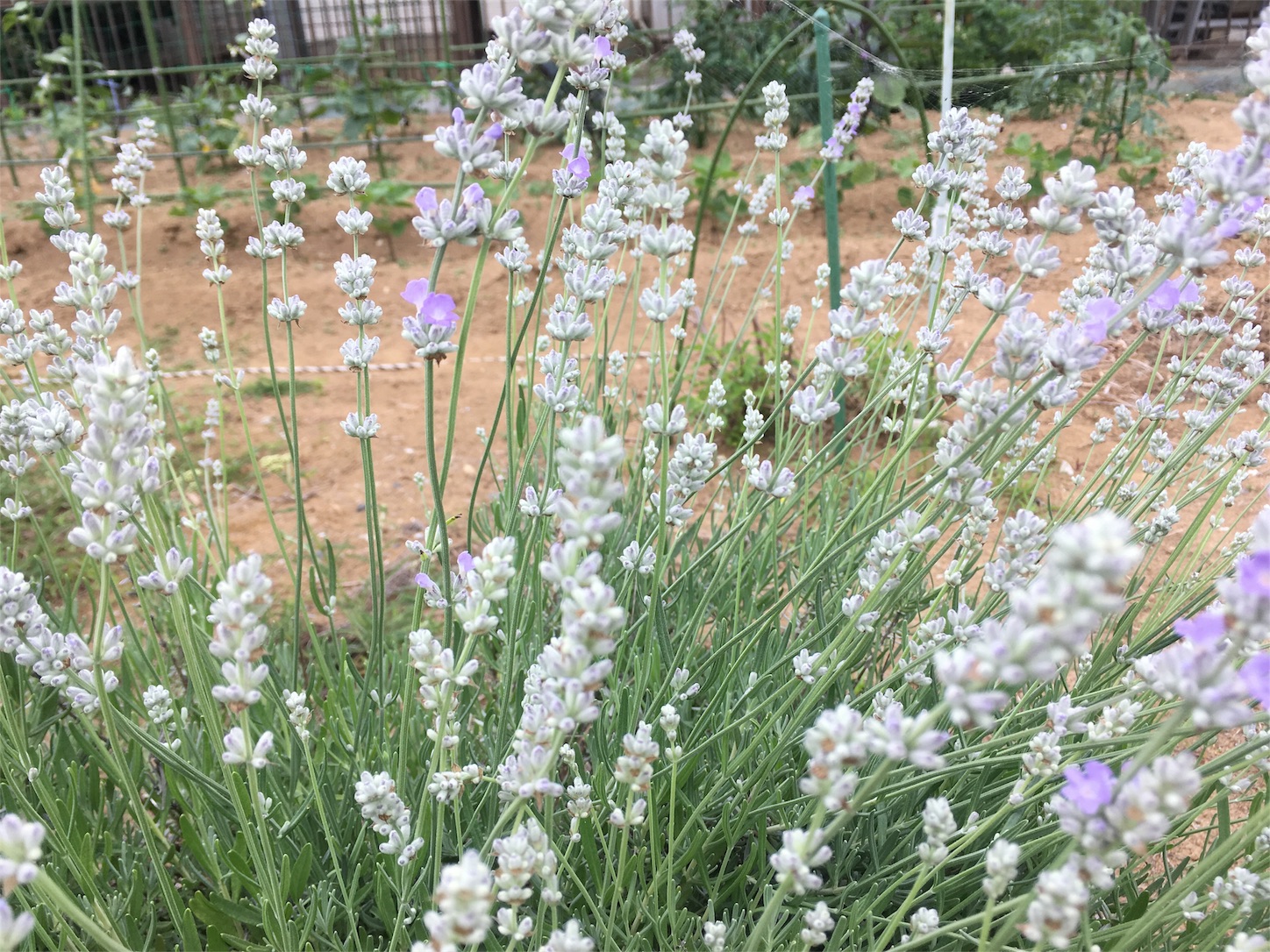 f:id:hikarinote:20180606103600j:plain f:id:hikarinote:20180606103600j:plain