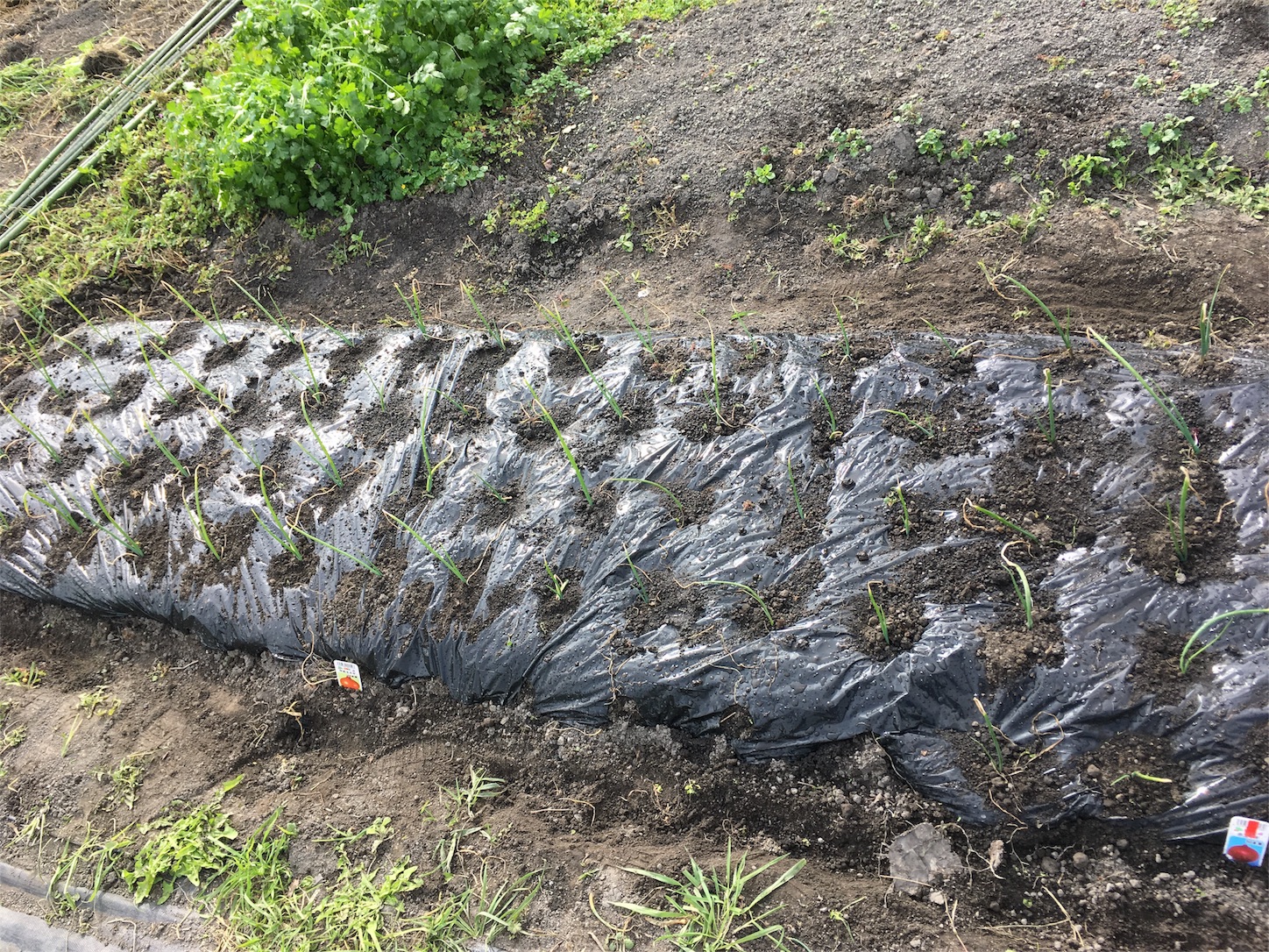 f:id:hikarinote:20181118164613j:image f:id:hikarinote:20181118164613j:image