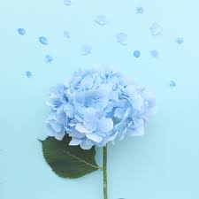f:id:hikariuta:20210515063146j:plain