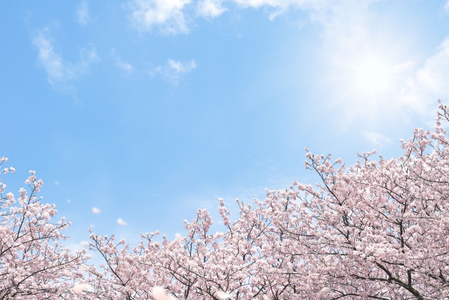 f:id:hikaru-ko:20200729165350j:plain