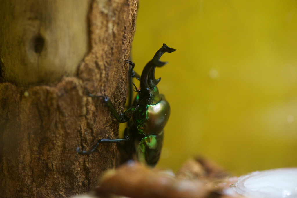 f:id:hikaru-remoteregion:20190213232647j:plain