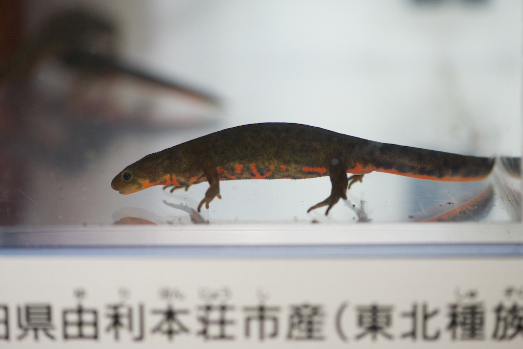 f:id:hikaru-remoteregion:20190511001402j:plain
