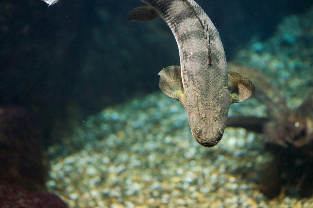 ポリプテルス・コンギクス Polypterus endlicheri congicus