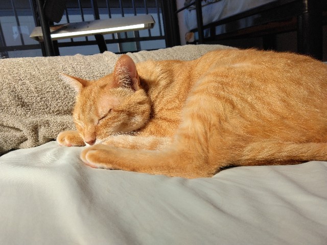 f:id:hikaru_n:20240621084909j:image