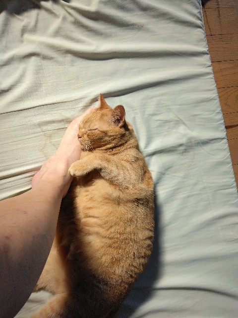 f:id:hikaru_n:20240621084954j:image