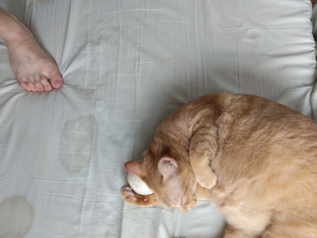 f:id:hikaru_n:20240901104004j:image