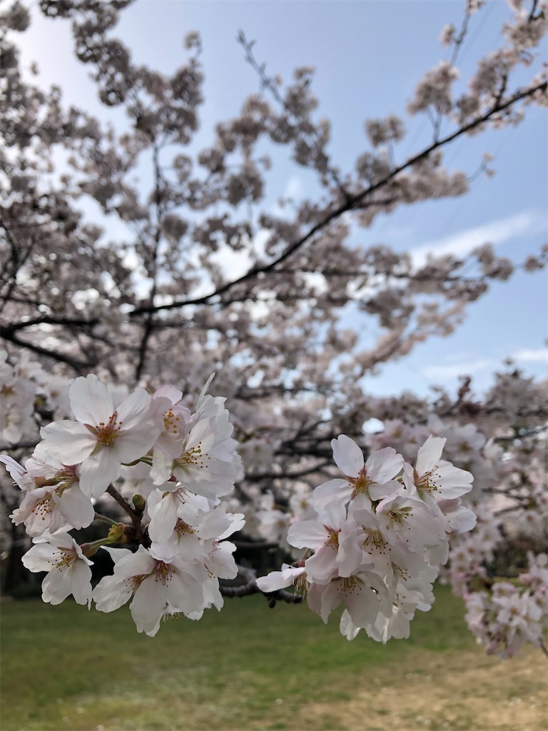 f:id:hikarupika:20220331160111j:image