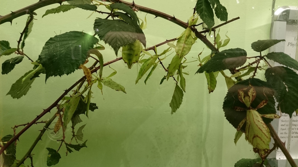 擬態する虫