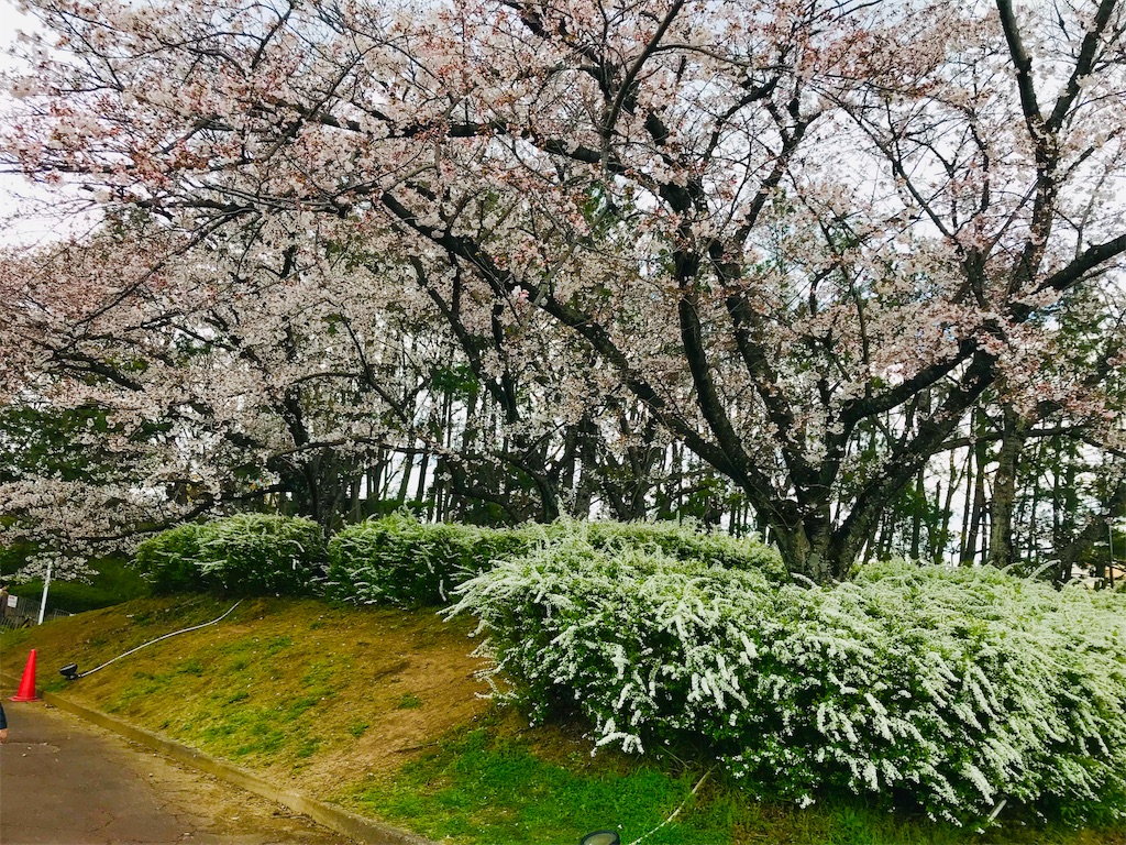 f:id:hikaxxx:20190401215205j:image