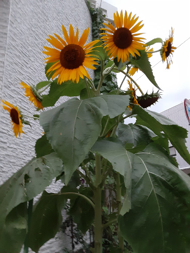 f:id:hikekkakusei:20210801201443j:plain