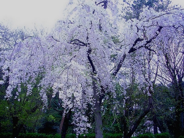 桜1（じゅんさい池）