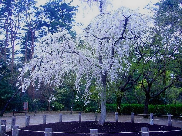 桜2（じゅんさい池）