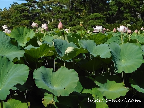 白山公園の蓮