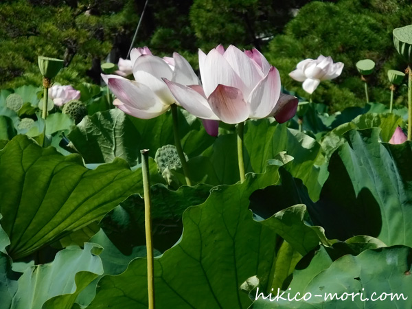 白山公園の蓮（アップ）